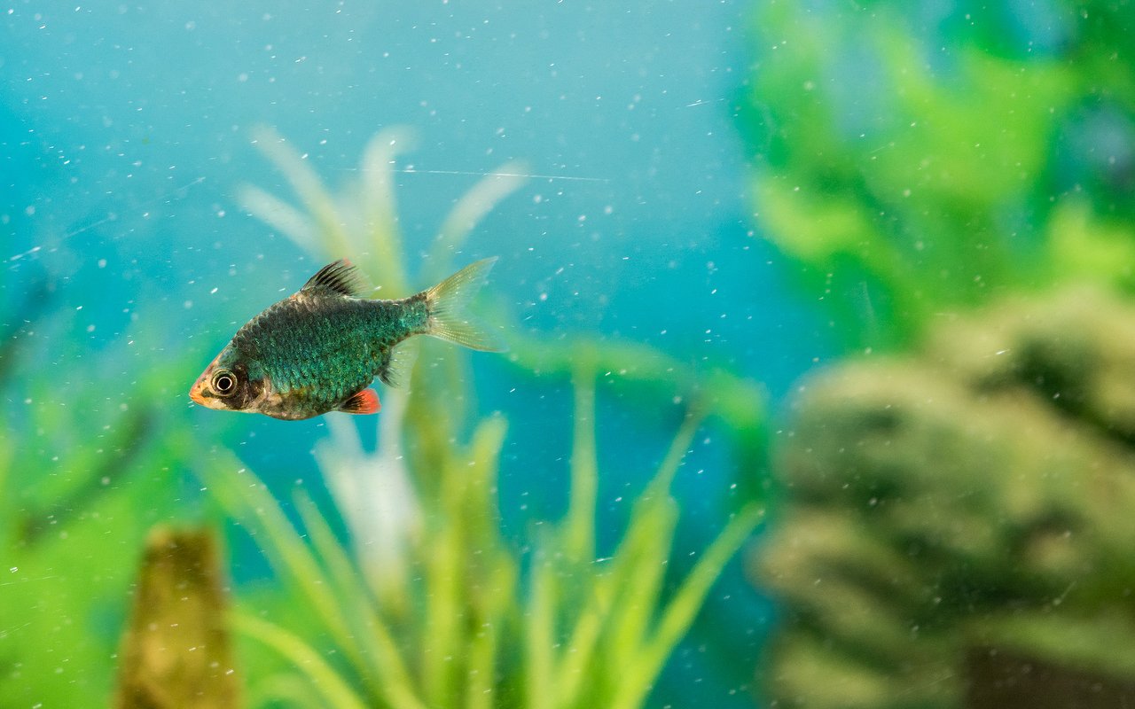 Een visje tussen de waterplanten in het aquarium van de salon